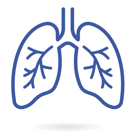 lungs